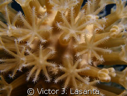 nice octocoral at old buoy dive site in parguera area! PU... by Victor J. Lasanta 